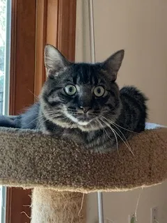 Lost cat in Portland, OR, 97210