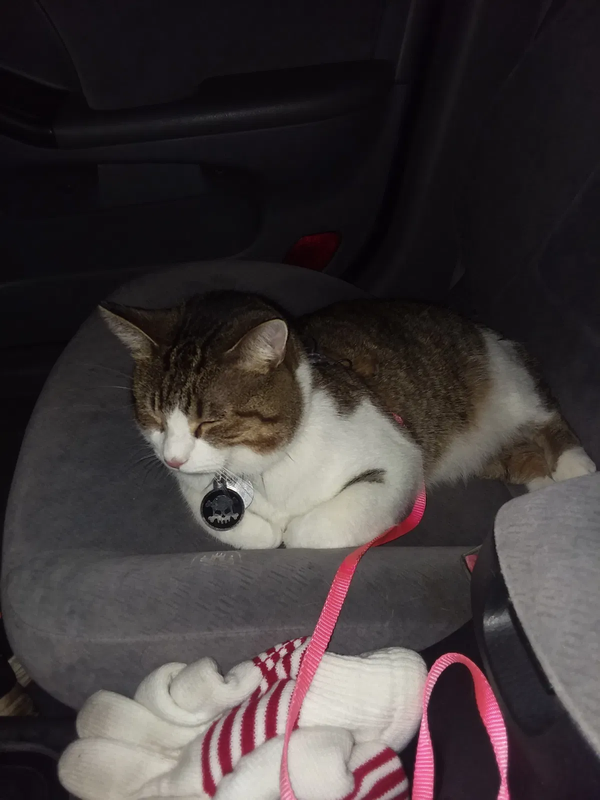 Lost cat in Green Bay, WI, 54302