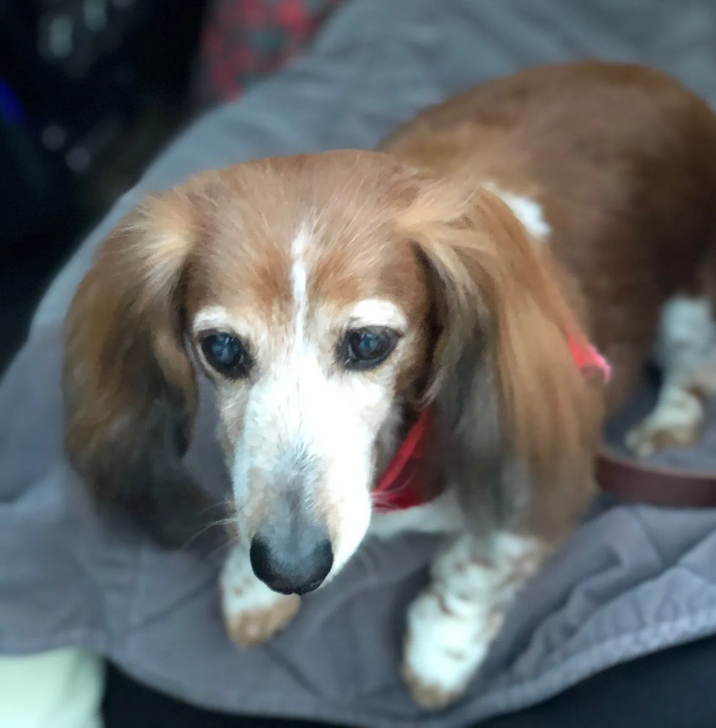 Lost dog in Leander, TX, 78645