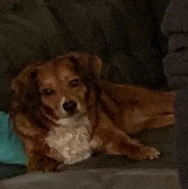 Lost dog in Norwalk, CT, 6855