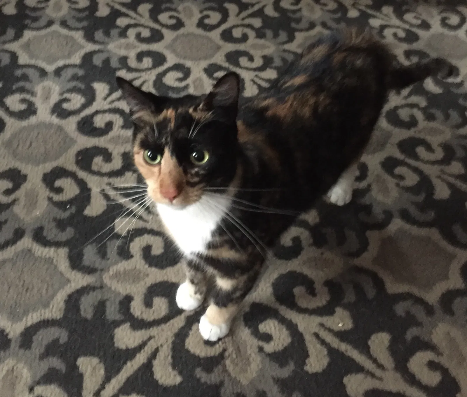 Lost cat in Toledo, OH, 43607
