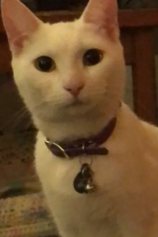 Lost cat in Ypsilanti, MI, 48198