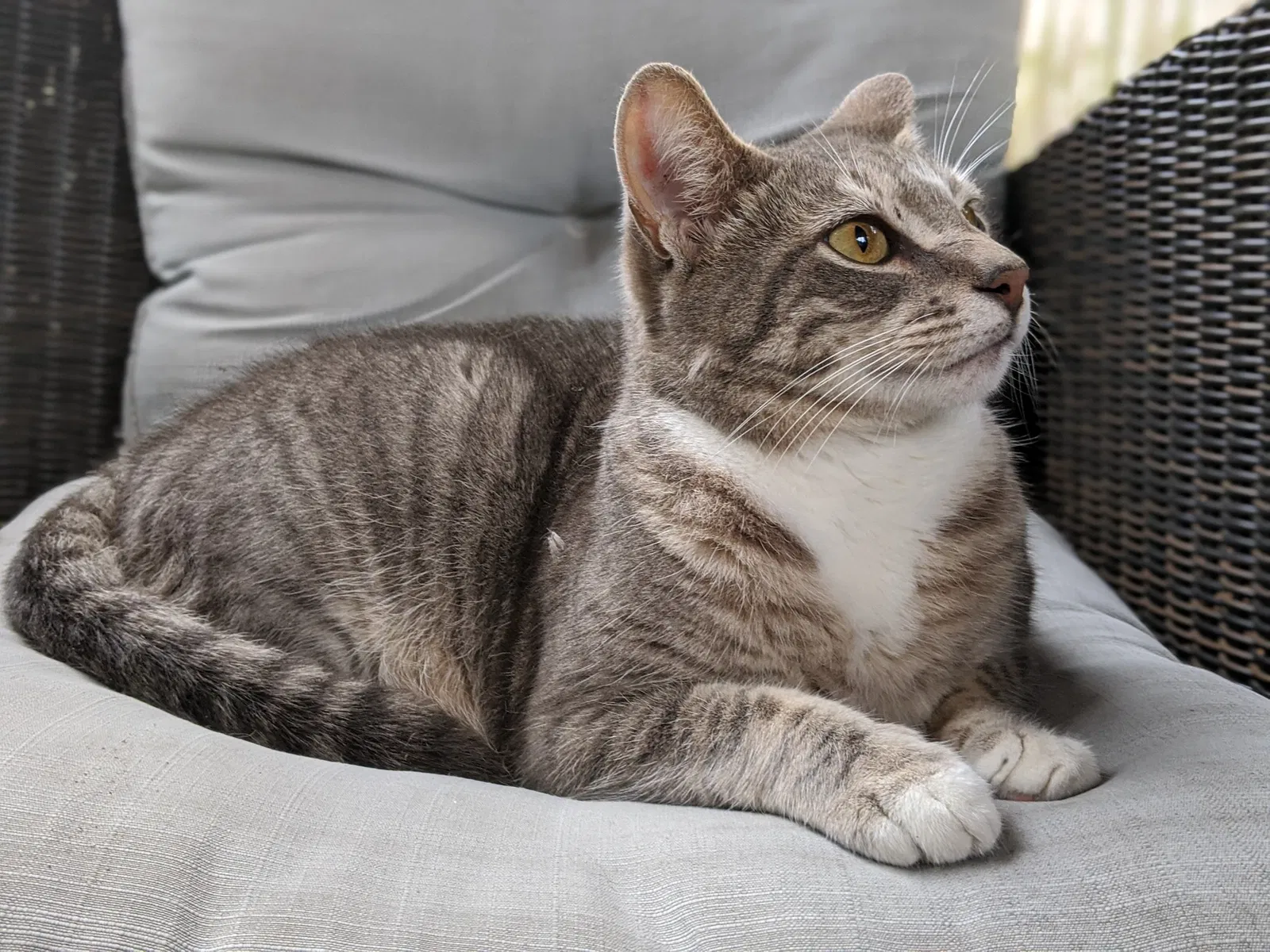Lost cat in Savannah, GA, 31410
