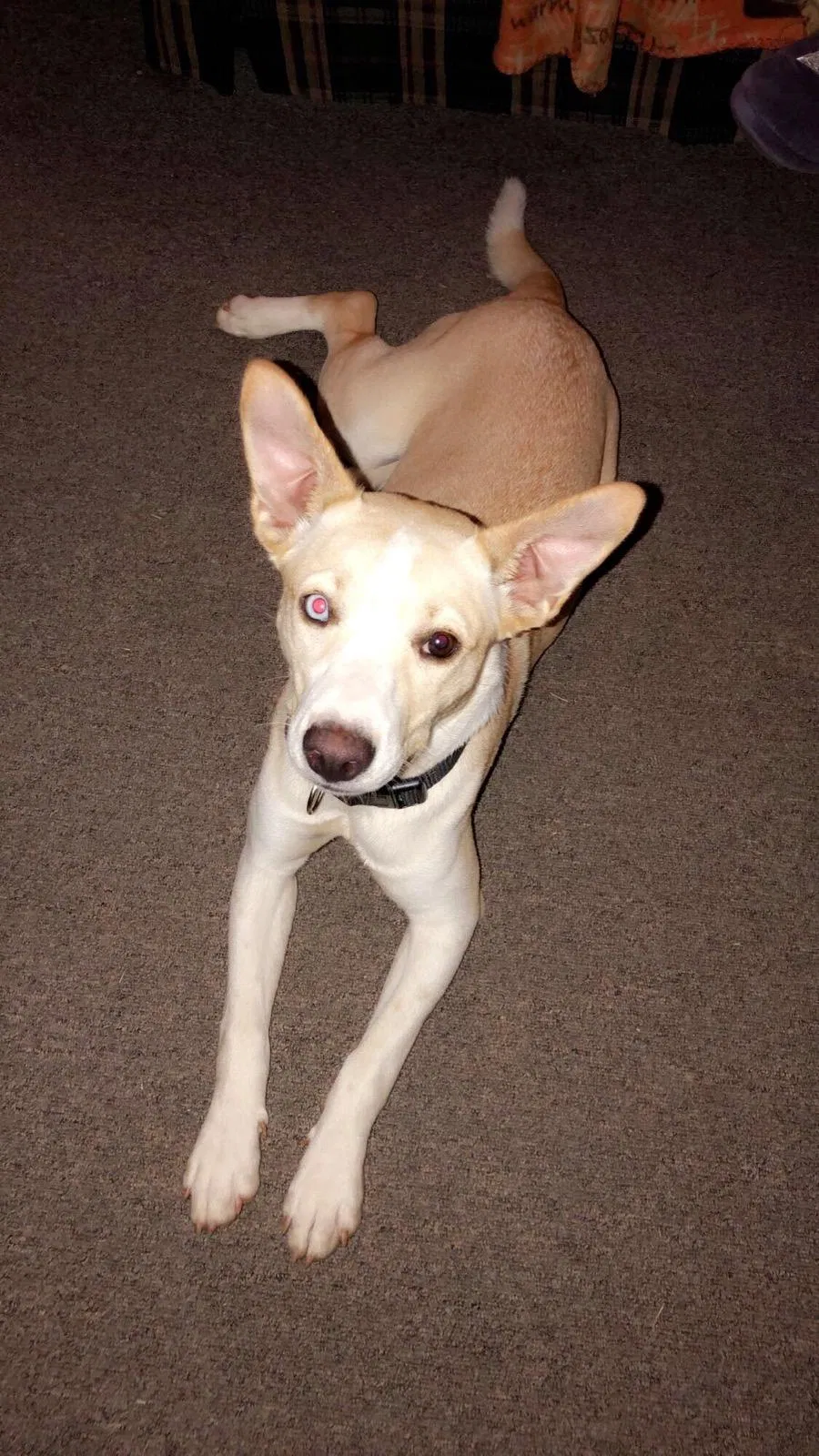 Lost dog in Gray Court, SC, 29645