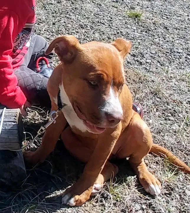 Lost dog in Shady Cove, OR, 97539
