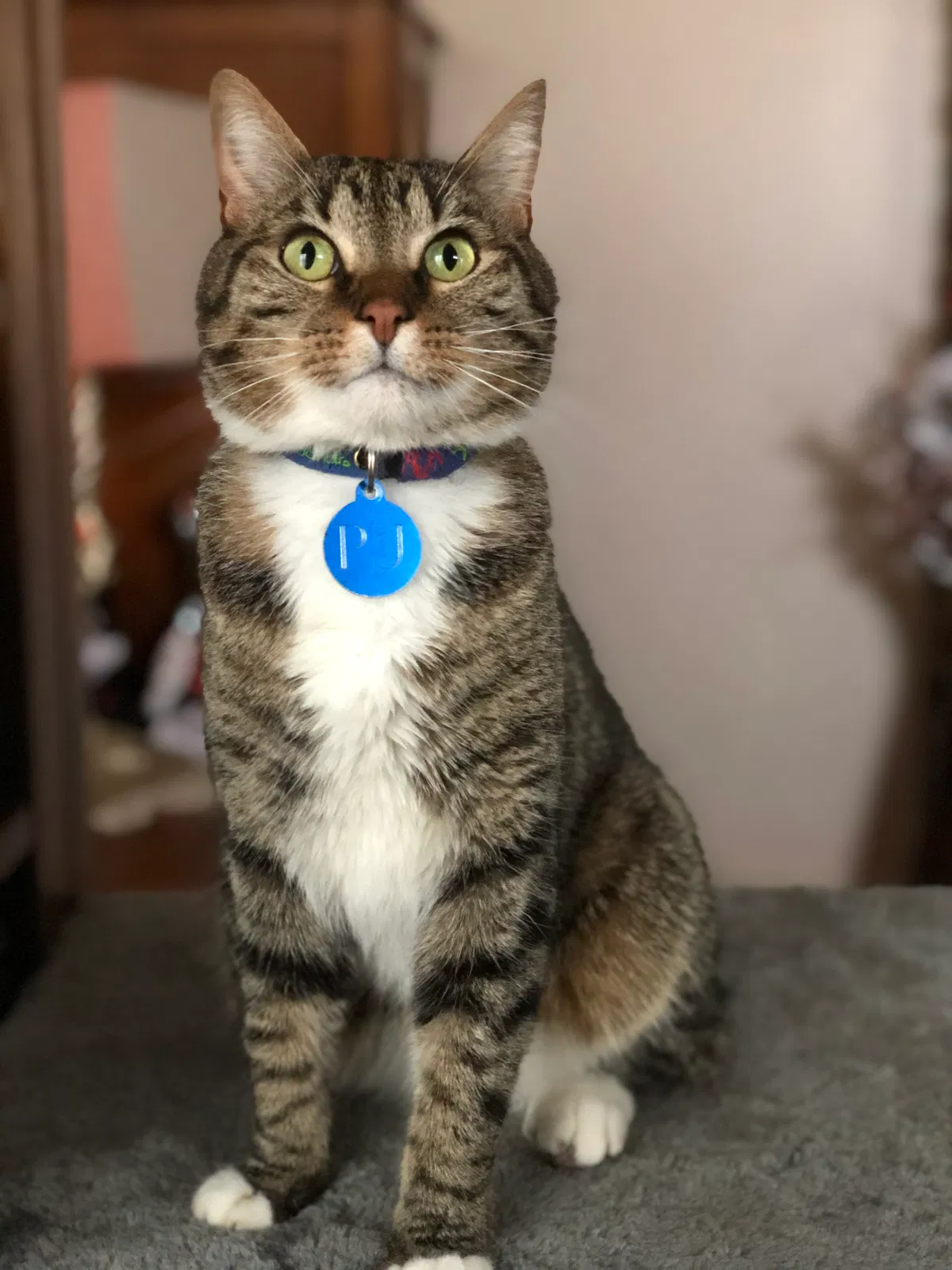 Lost cat in Centralia, WA, 98531
