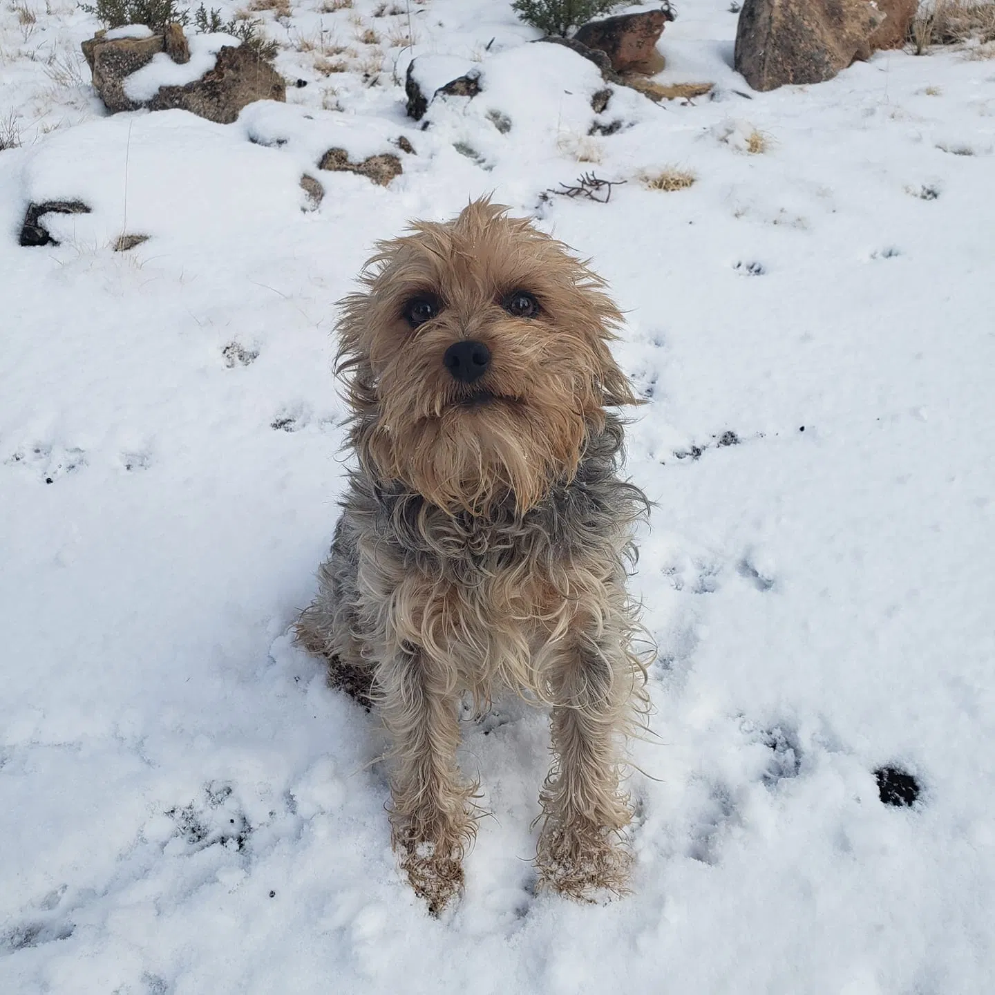Lost dog in Flagstaff, AZ, 86004