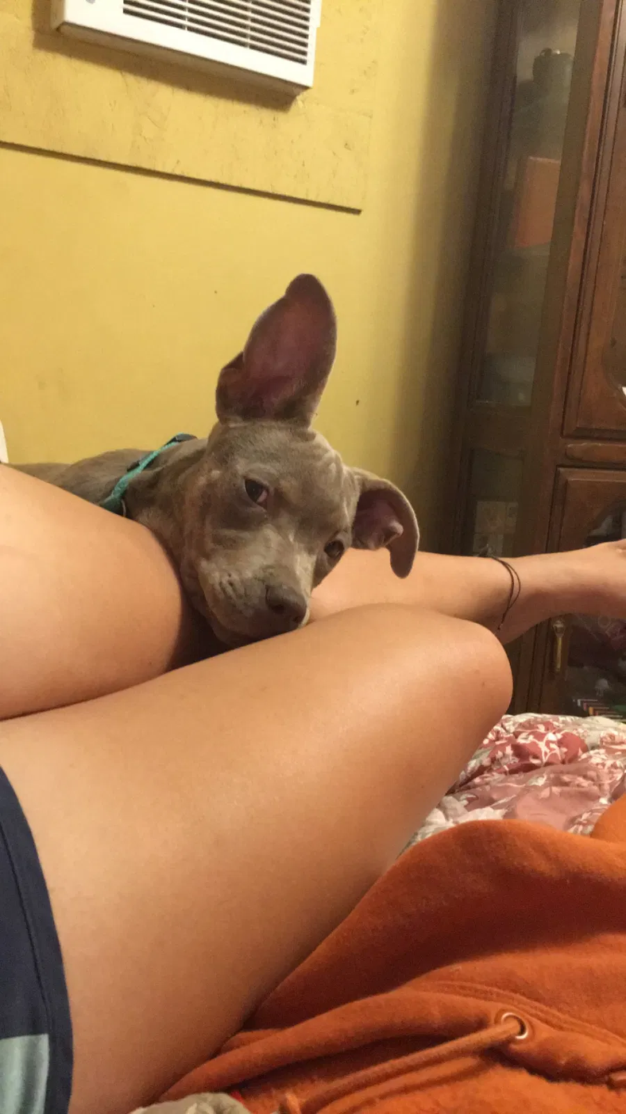 Lost dog in Wichita Falls, TX, 76301