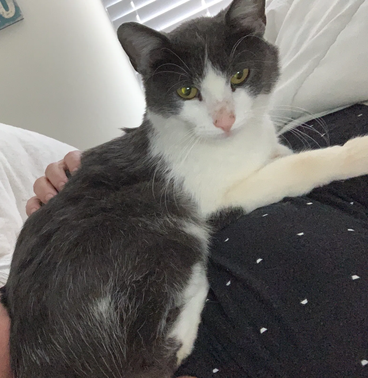 Found cat in Palatine, IL, 60067