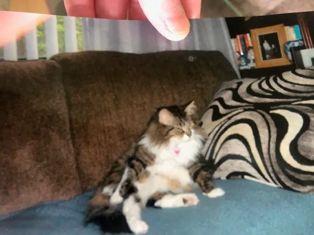 Lost cat in Naperville, IL, 60565
