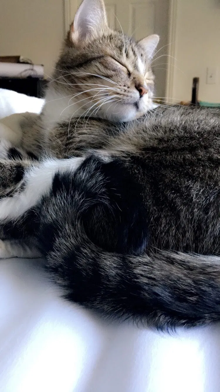 Lost cat in Ogden, UT, 84405