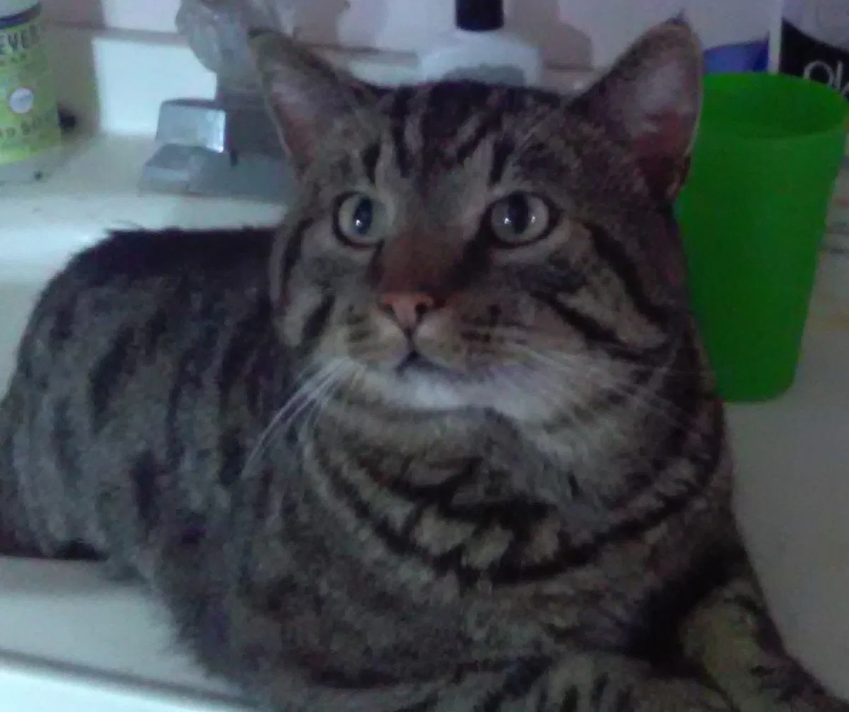 Lost cat in State Center, IA, 50247