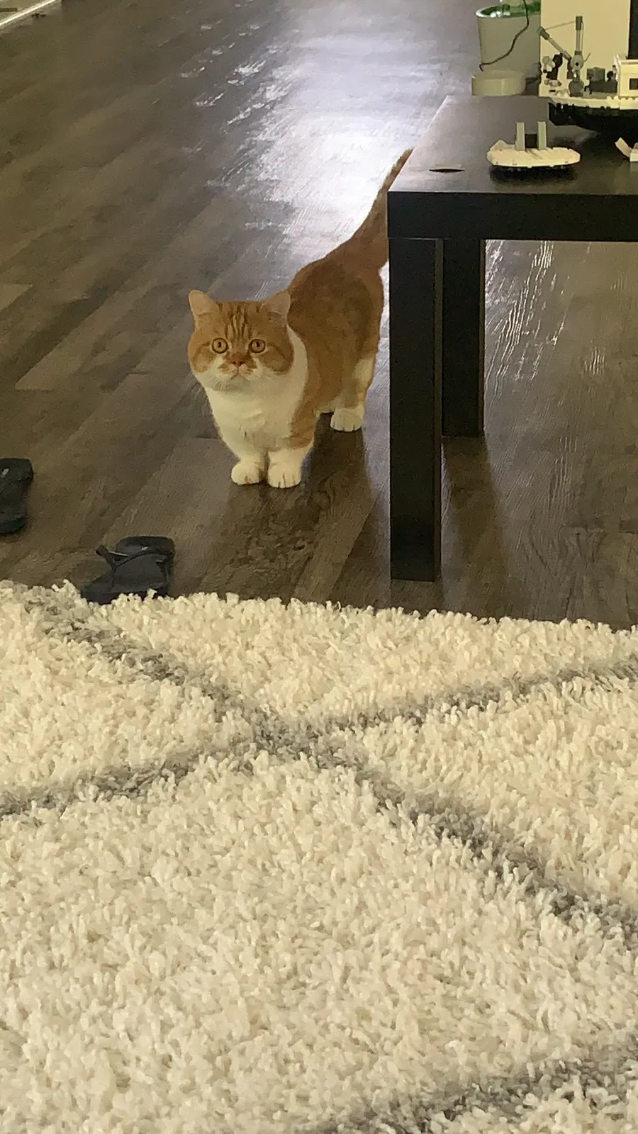 Lost cat in Savannah, GA, 31419