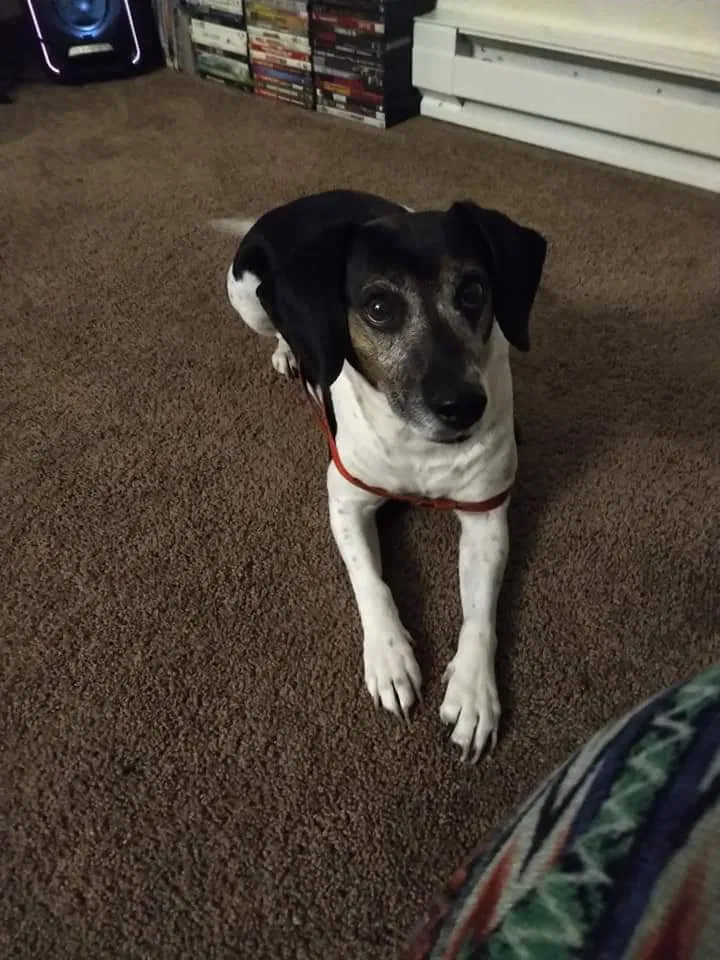 Lost dog in Spokane, WA, 99212
