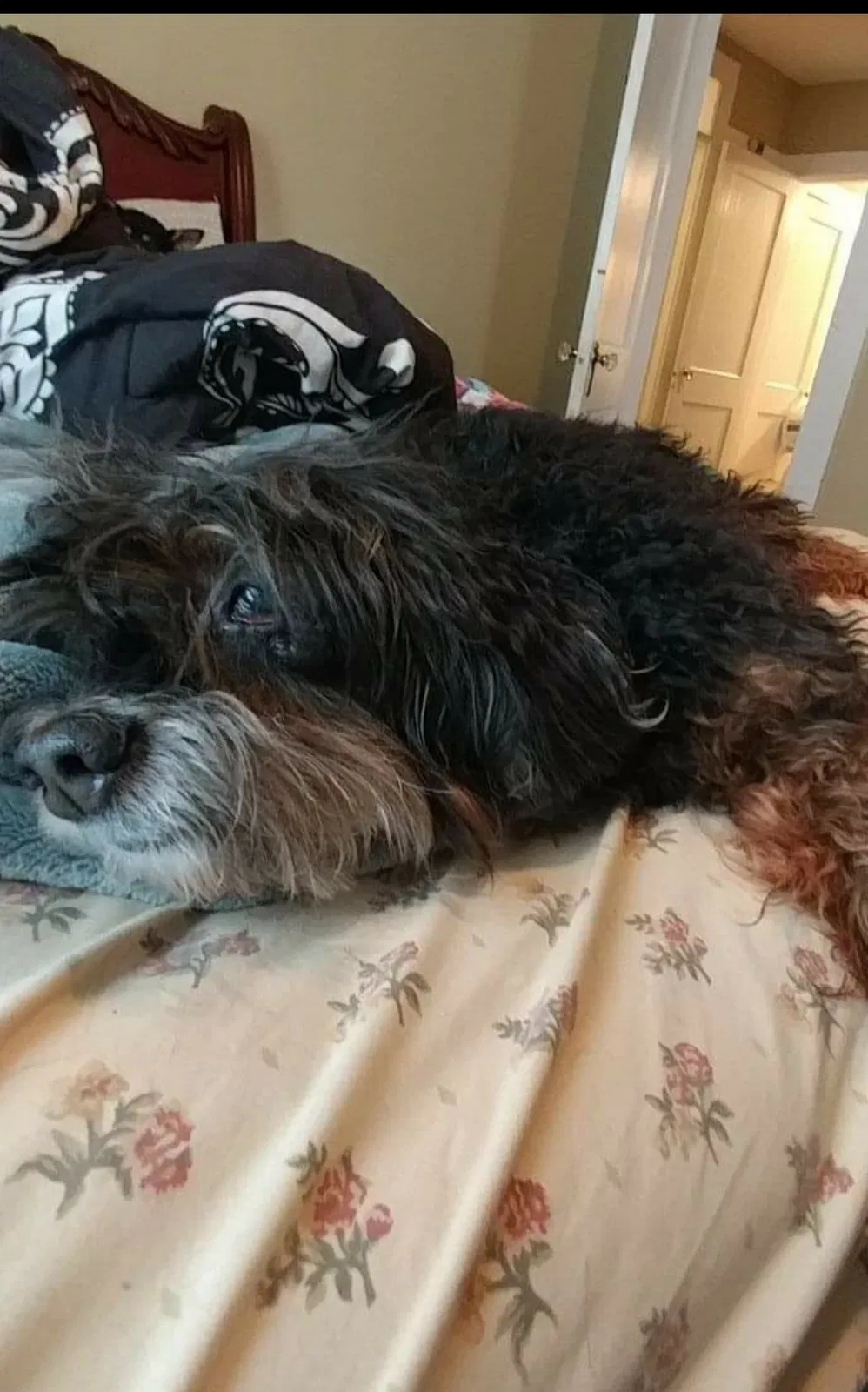 Lost dog in Rome, GA, 30165