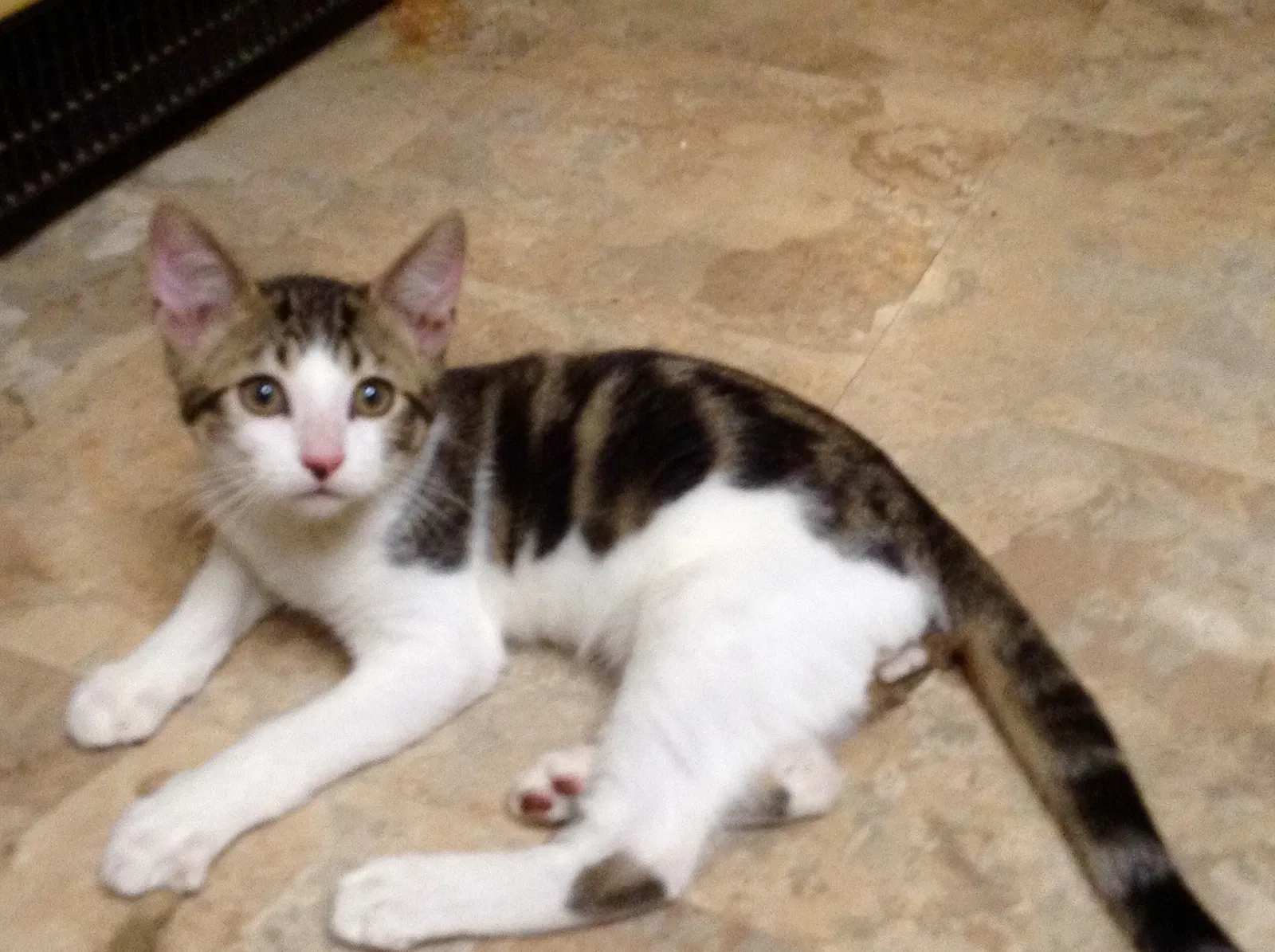 Lost cat in Yakima, WA, 98908