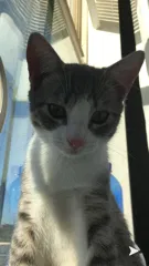 Lost cat in Unknown, TX, 78395