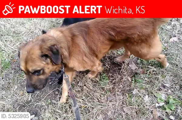 Lost dog in Wichita, KS, 67203