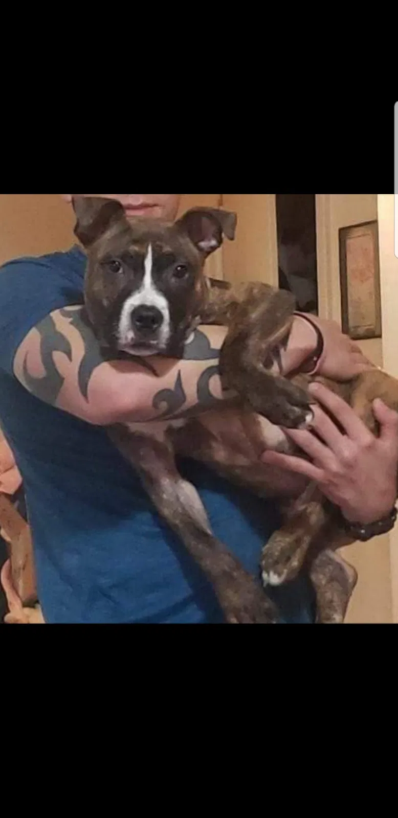 Lost dog in Pocatello, ID, 83201