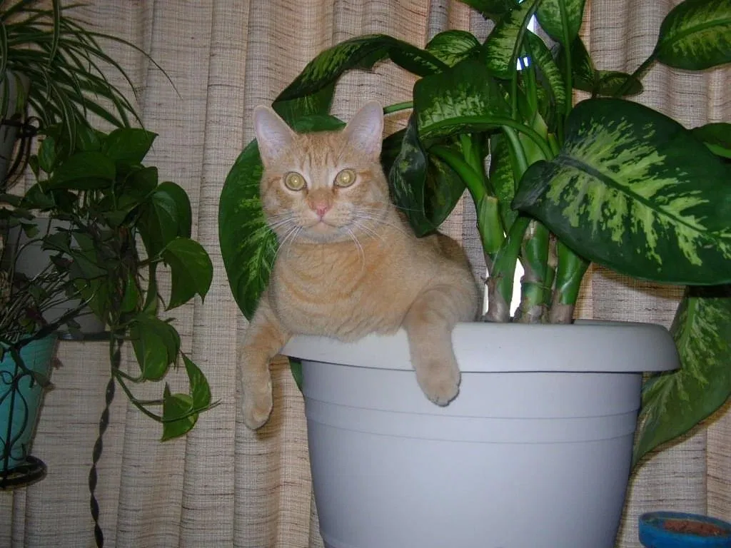 Lost cat in Albuquerque, NM, 87123
