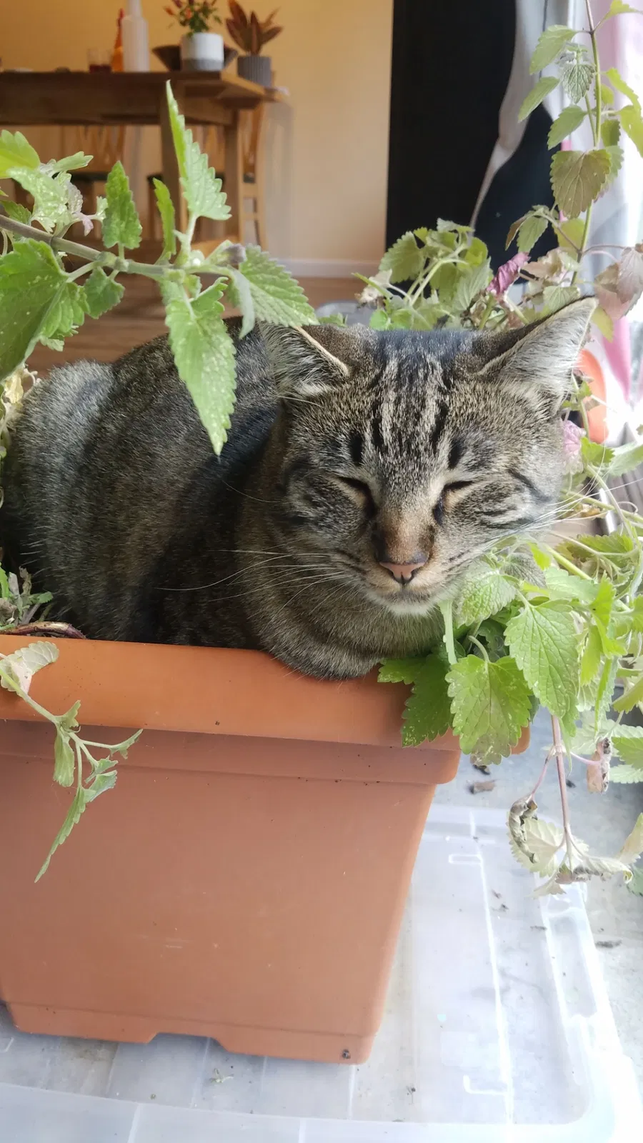Lost cat in Kirkland, WA, 98033
