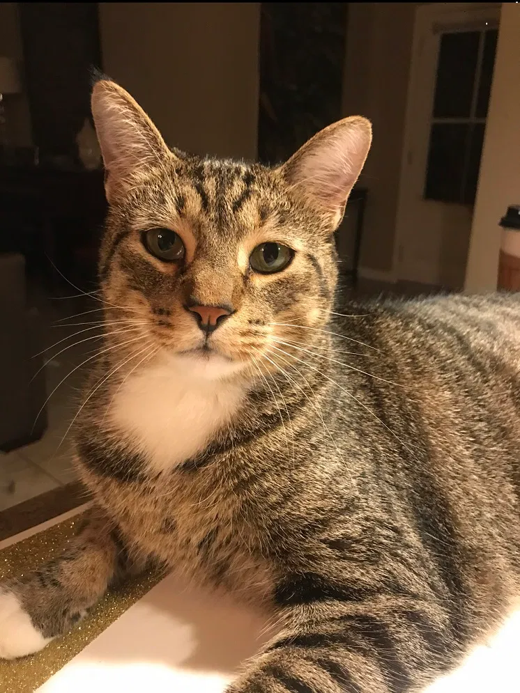 Lost cat in Covington, LA, 70433