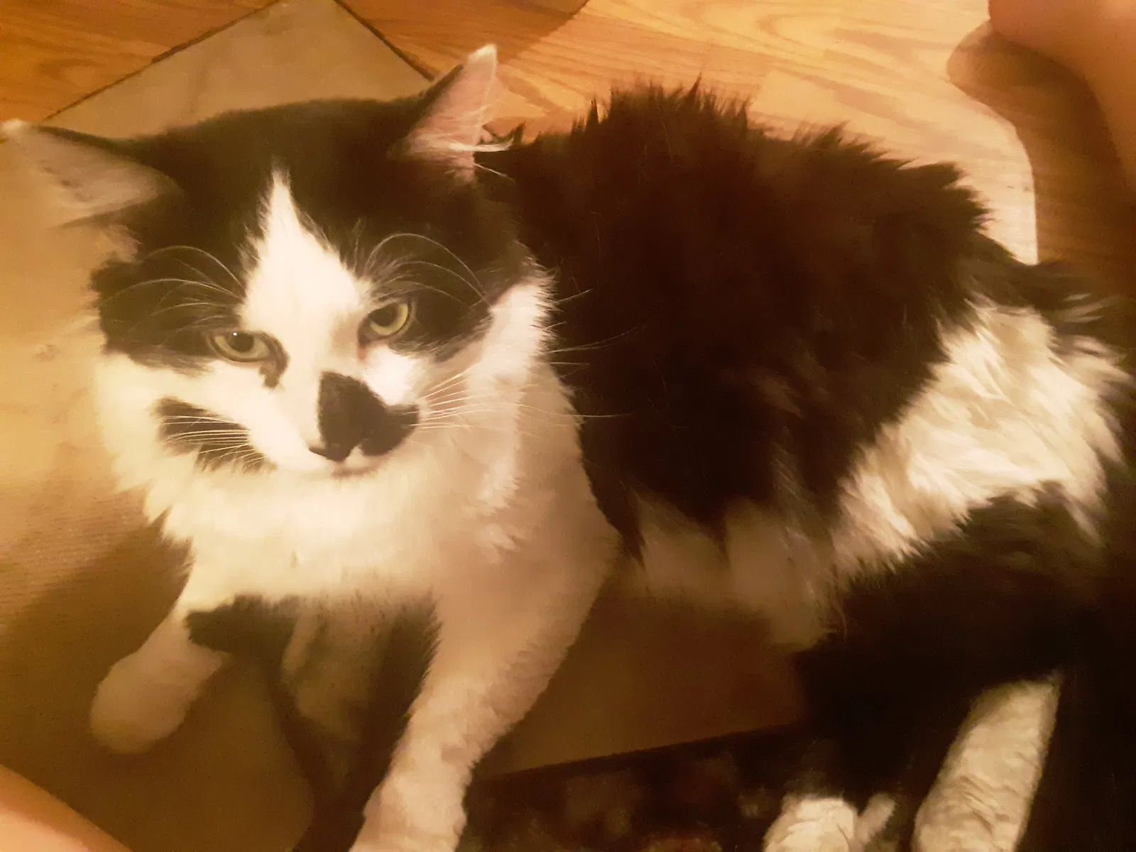 Lost cat in Casper, WY, 82601