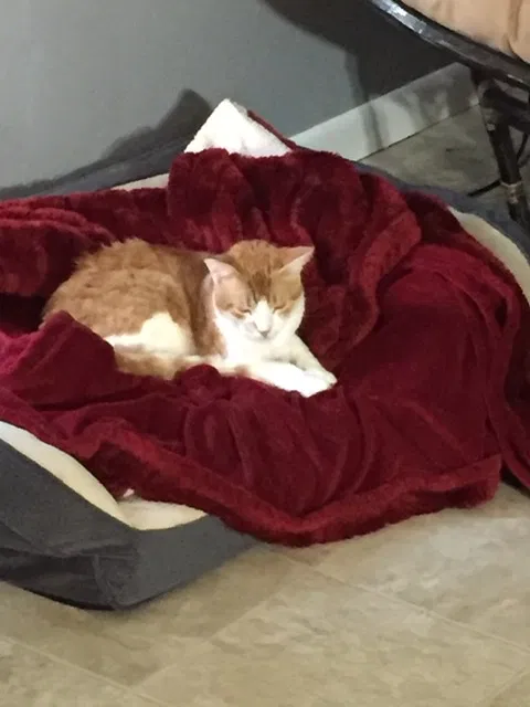 Lost cat in Brewton, AL, 36426