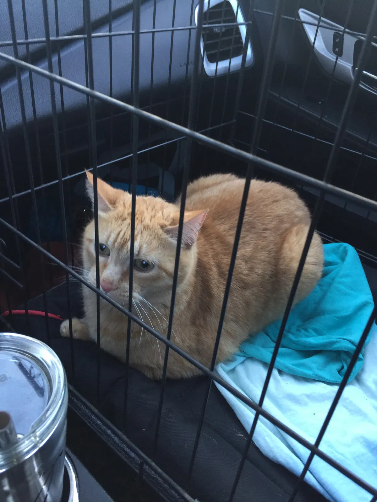 Lost cat in Brewton, AL, 36426
