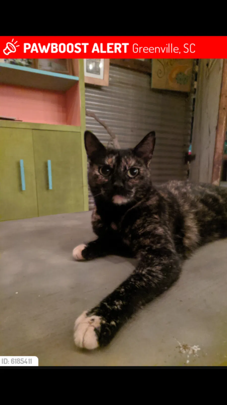 Lost cat in Greenville, SC, 29607