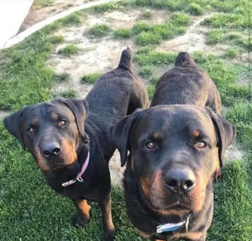 Lost dog in Bakersfield, CA, 93309