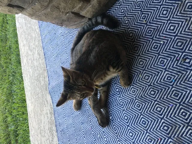Lost cat in Katy, TX, 77494