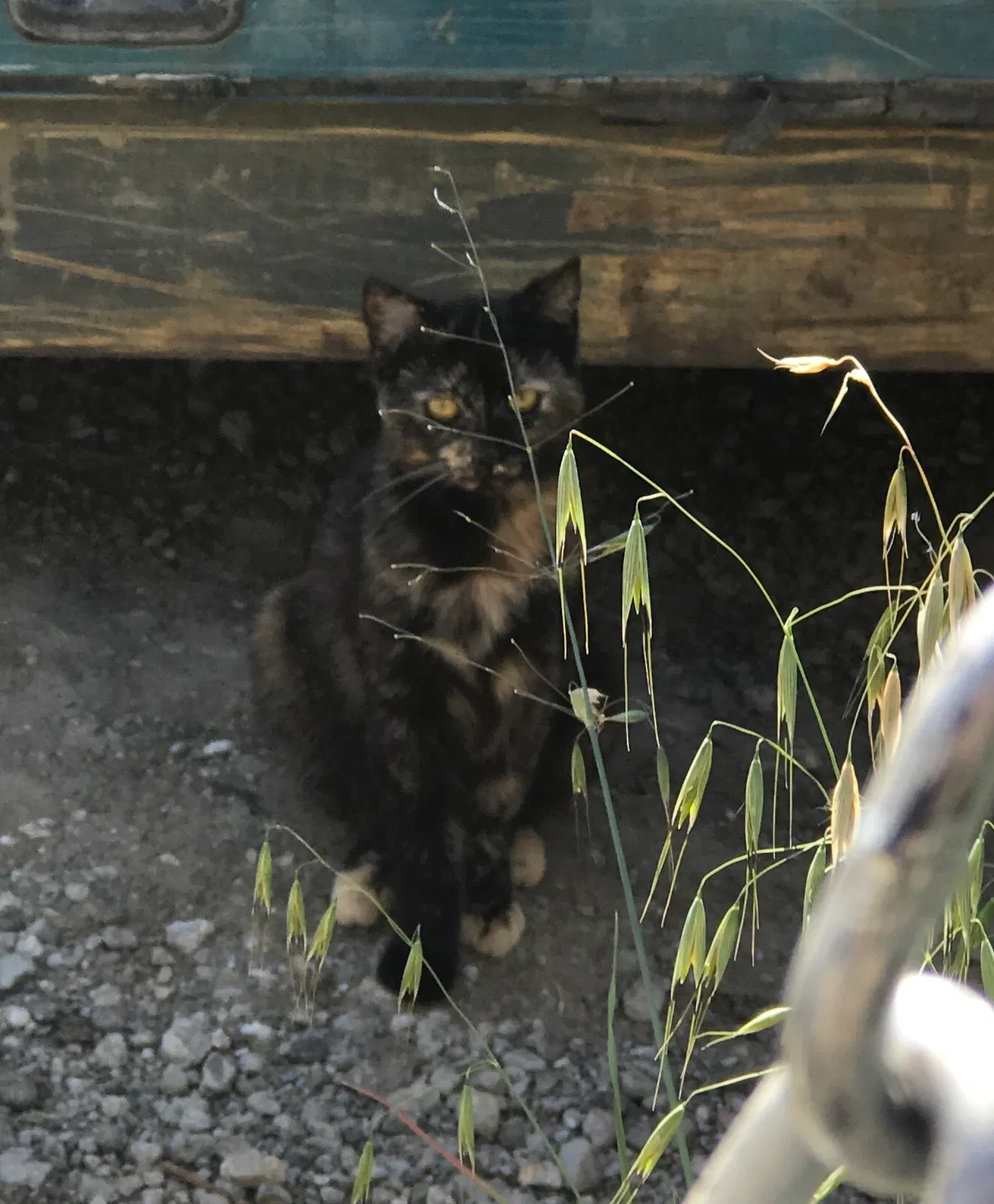 Found cat in Fremont, CA, 94538