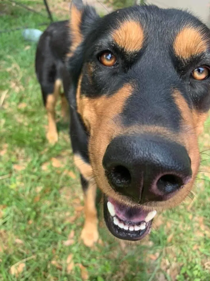 Lost dog in Auburndale, FL, 33823