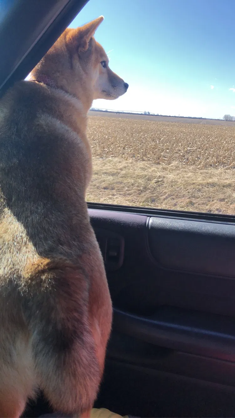 Missing Dog