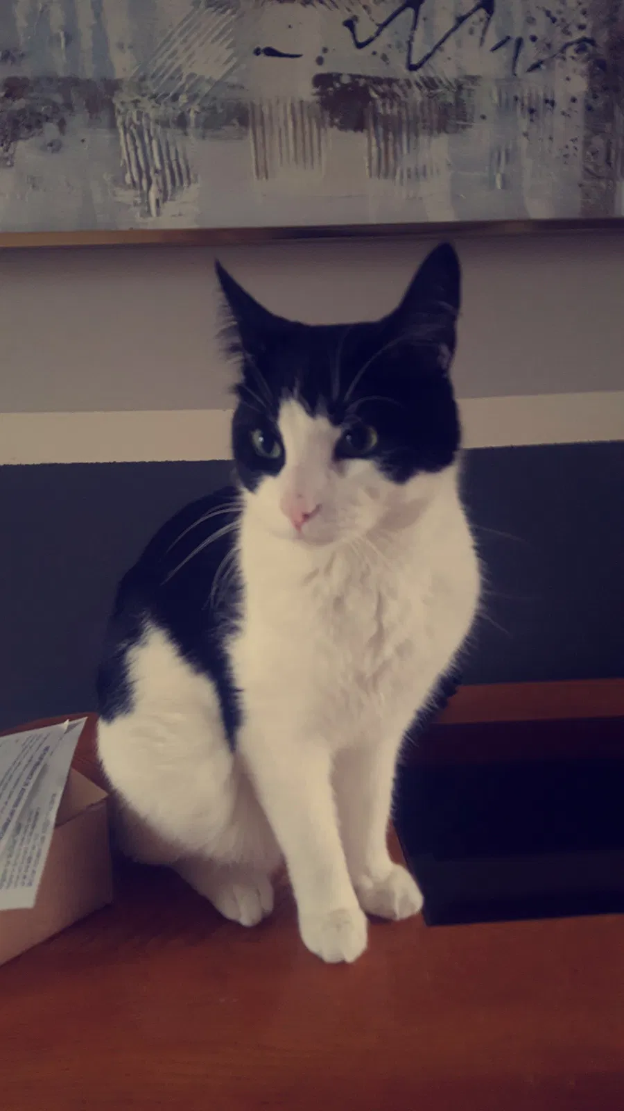 Lost cat in Lake Zurich, IL, 60047