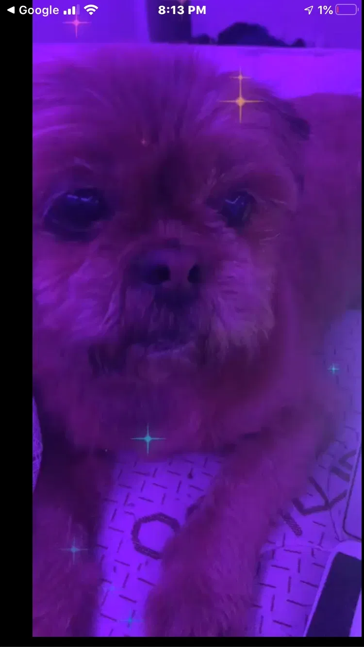 Lost dog in Sacramento, CA, 95832