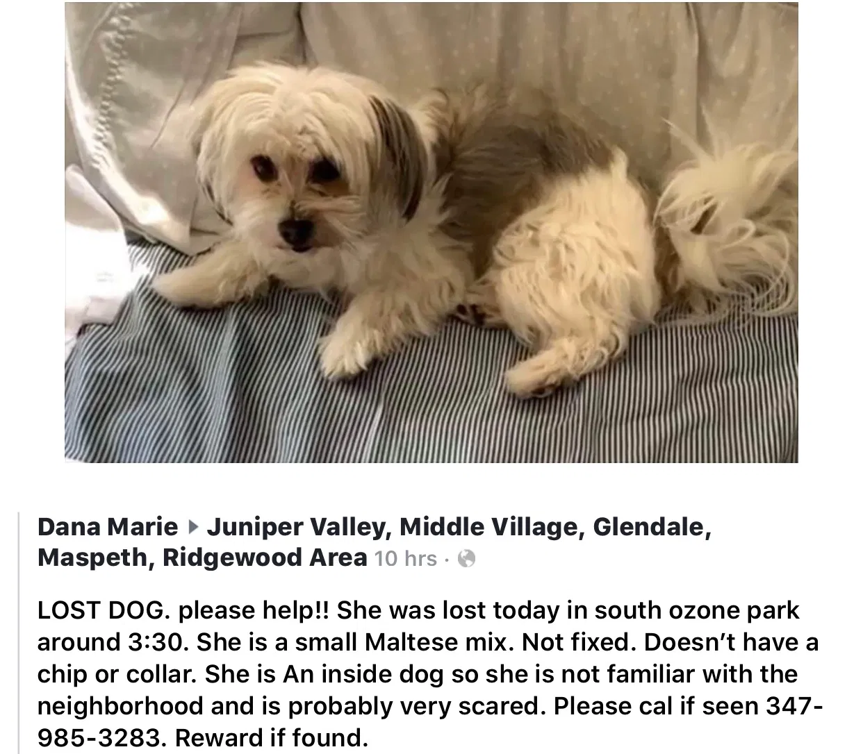 Lost dog in South Ozone Park, NY, 11420