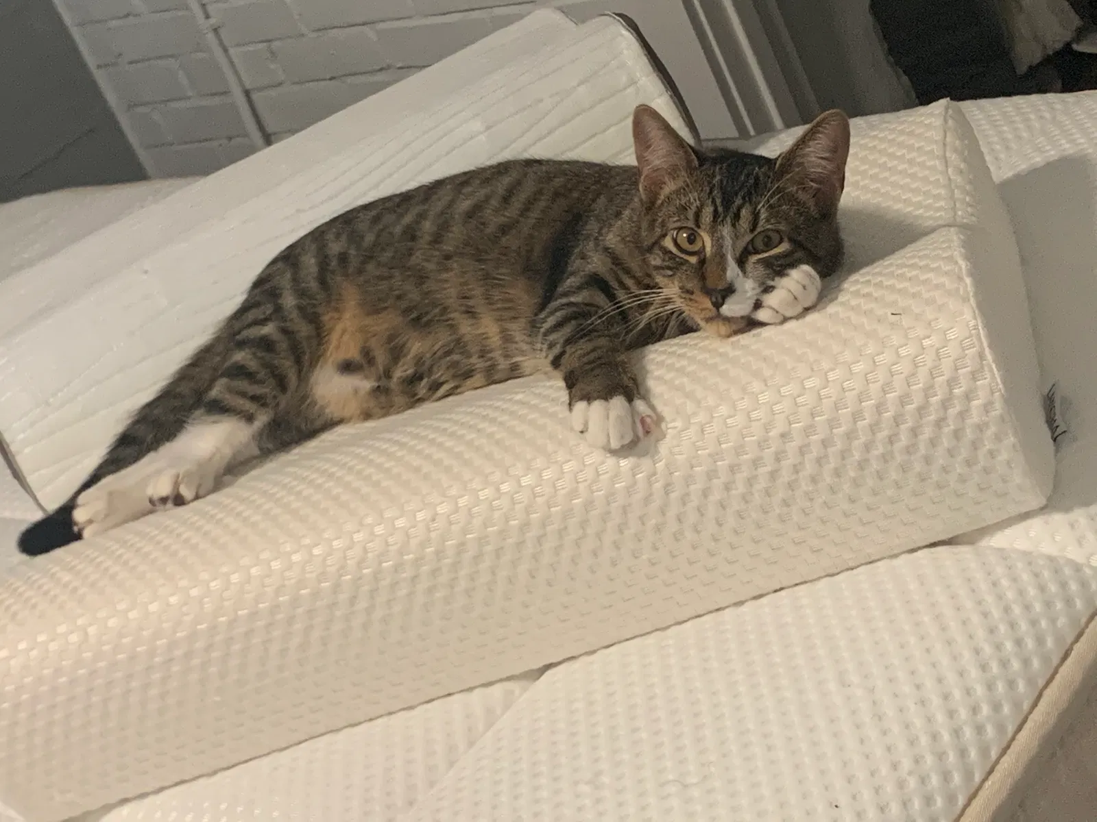 Lost cat in Portsmouth, VA, 23701