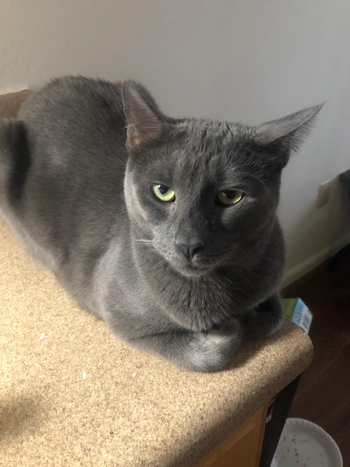 Lost cat in Virginia Beach, VA, 23451