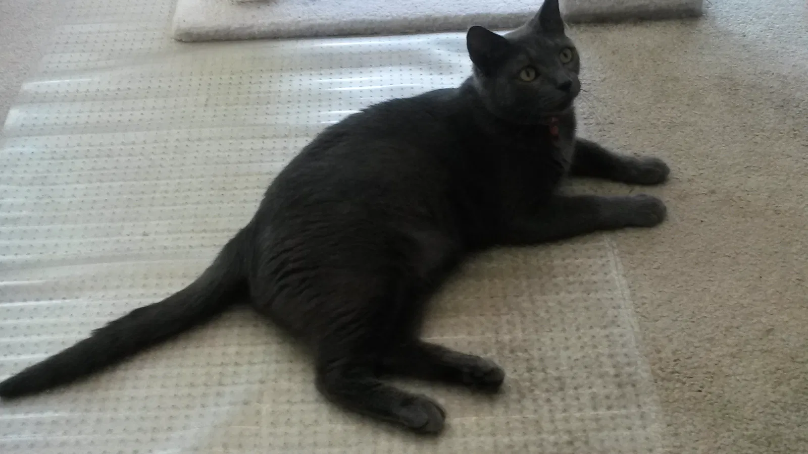 Lost cat in Fleming Island, FL, 32003