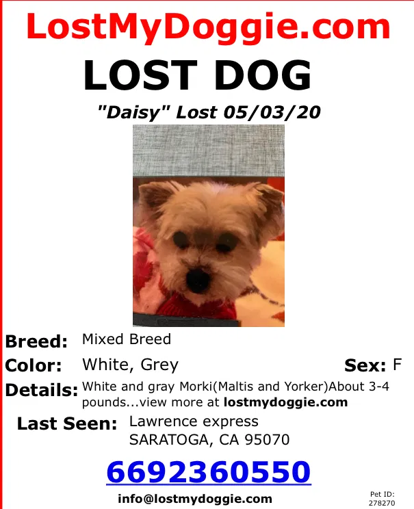 Lost dog in Saratoga, CA, 95070