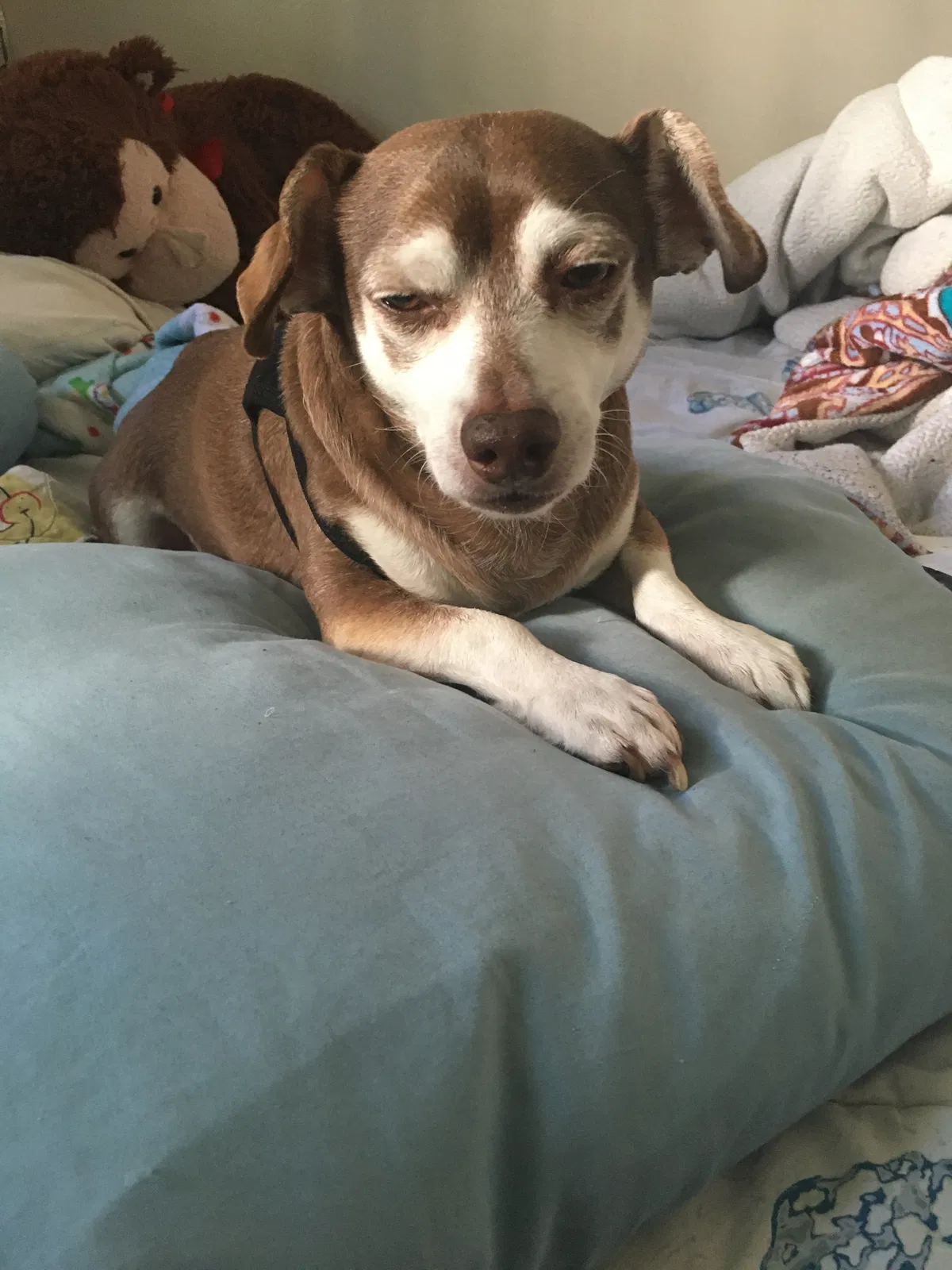 Lost dog in Imperial Beach, CA, 91932