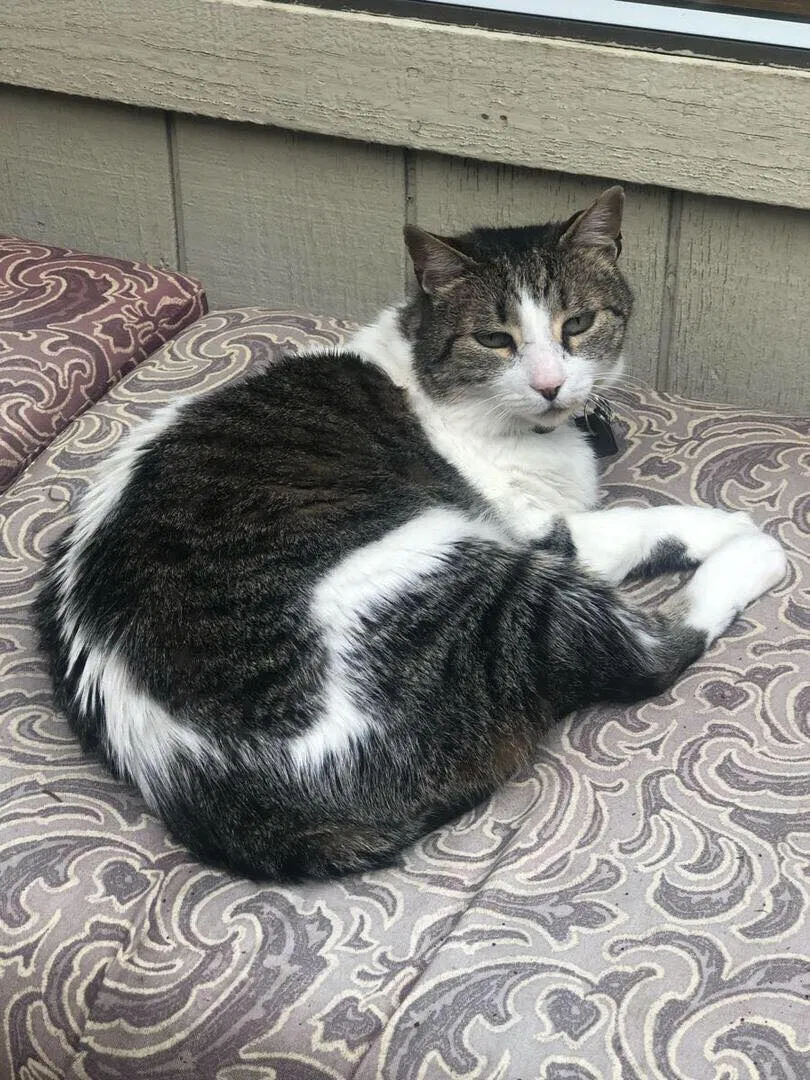 Lost cat in Redwood City, CA, 94062
