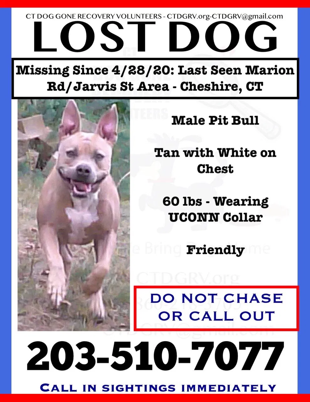 Lost dog in Waterbury, CT, 6706