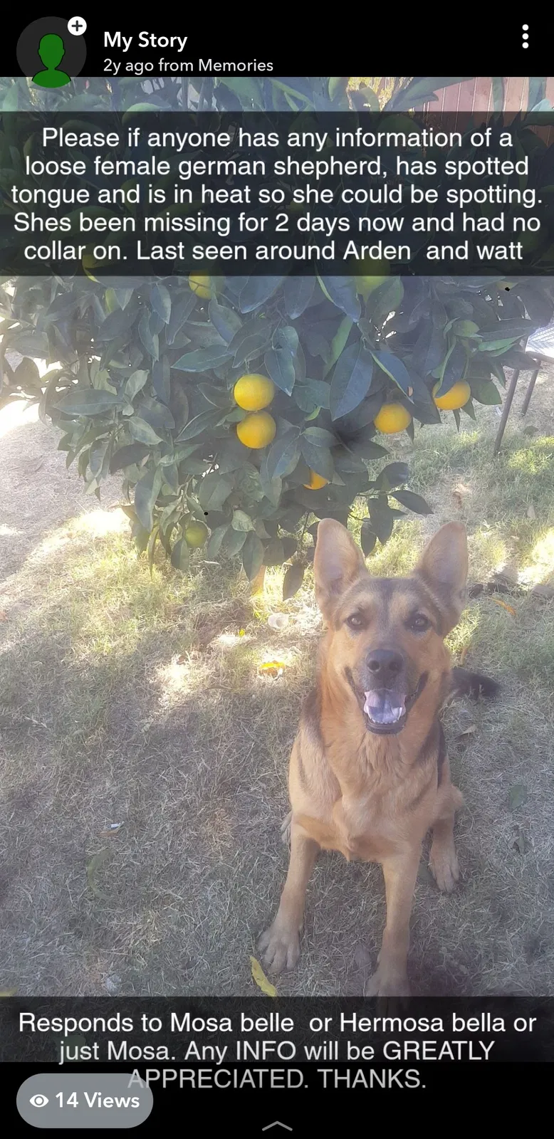 Lost dog in Sacramento, CA, 95864