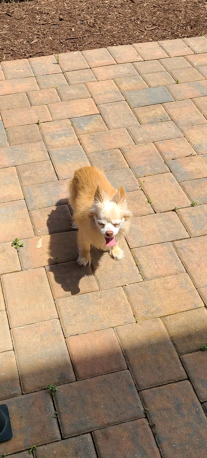 Lost dog in Bowie, MD, 20721