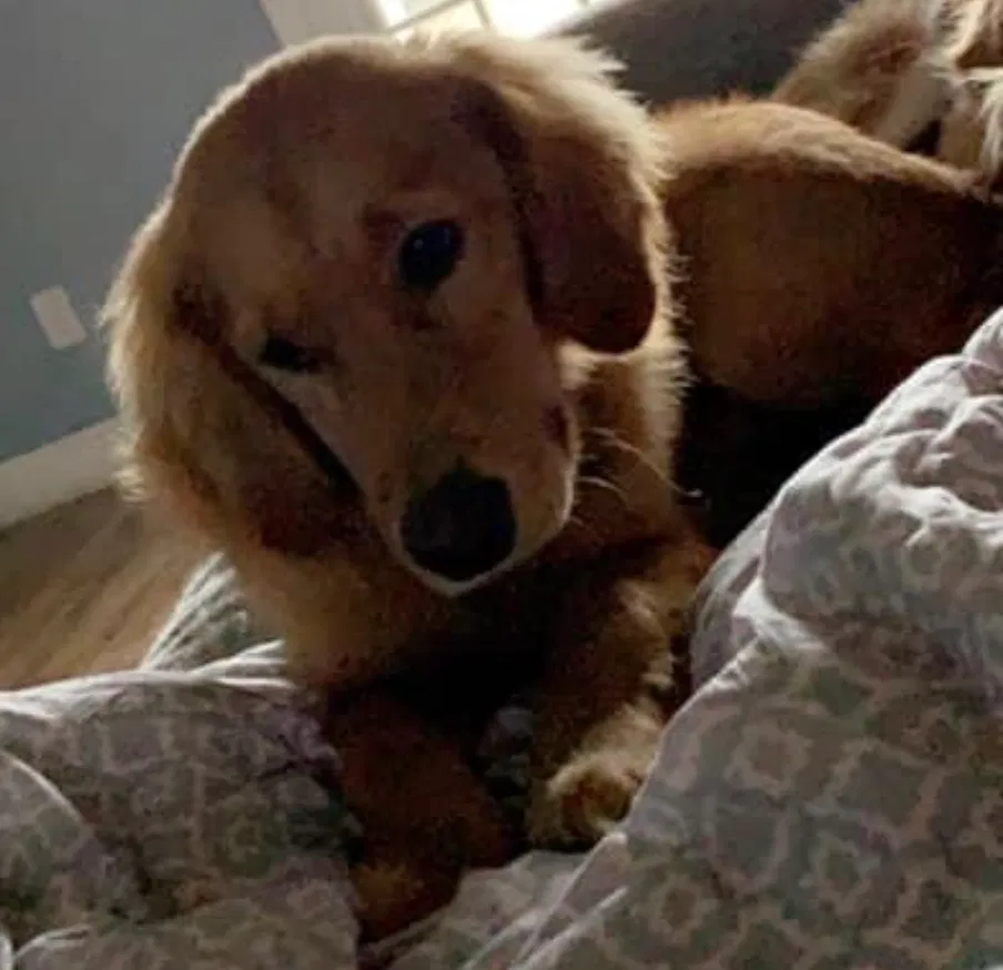 Lost dog in Milton, FL, 32571