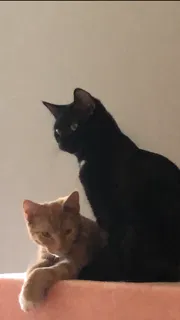 Lost cat in Hendersonville, NC, 28792
