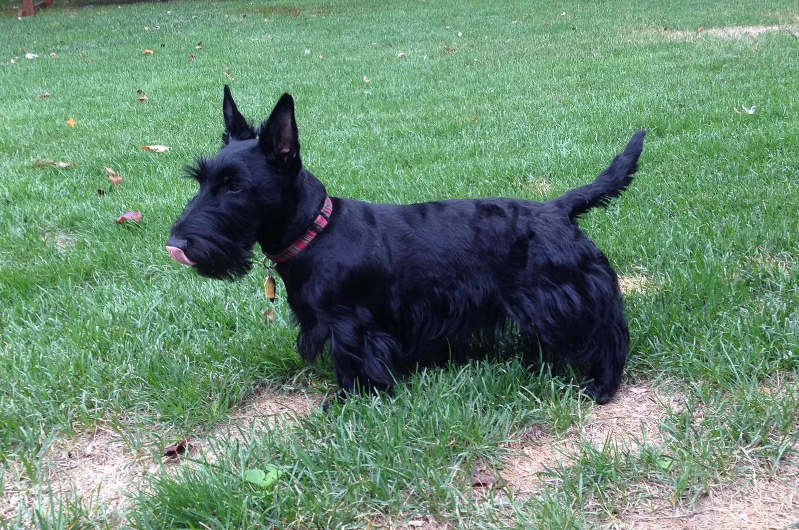 Lost dog in Rogersville, MO, 65742